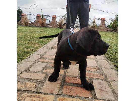 Αφρικανικό Boerboel κουτάβια