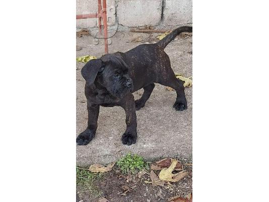 Cane Corso κουτάβια