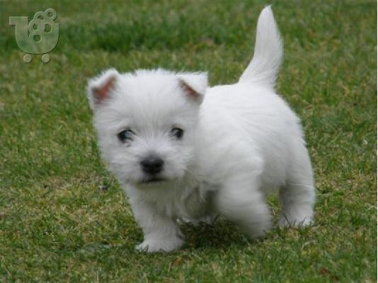 PoulaTo: Δυτικό Highland White Terrier κουτάβι