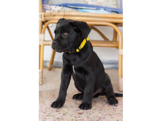 ΚΑΝΕ ΚΟΡΣΟ CHAMPION PEDIGREE CANE CORSO BLUE GREY