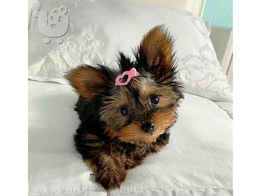 PoulaTo: Έχω κουτάβια τσαγιού Yorkie προς πώληση