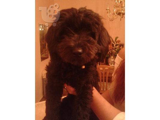 PoulaTo: Μικροσωμο σκυλακι χαριζεται