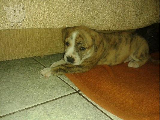 κουταβάκια american pitbull terrier