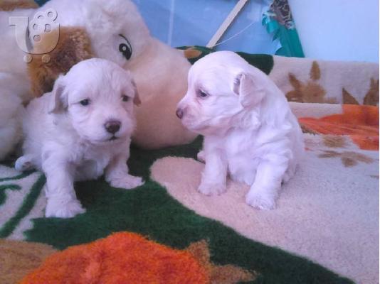 PoulaTo: μαλτεζακια