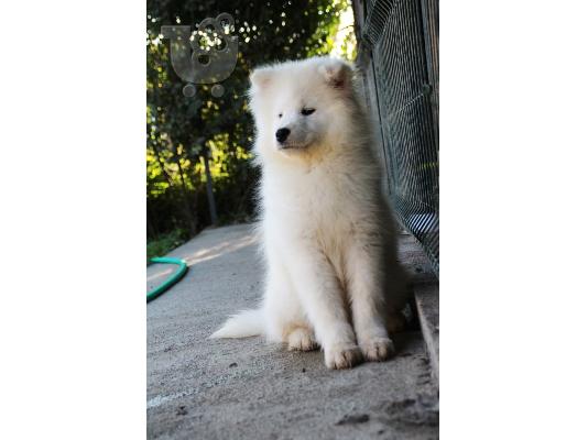 Samoyed θηλυκό προς πώληση