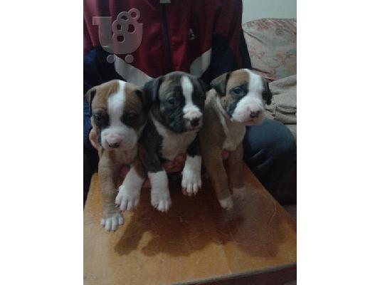 Διατίθενται κουτάβια American Staffordshire Terrier