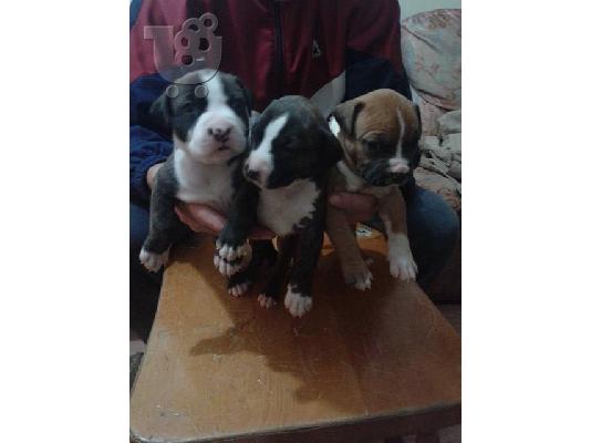 Διατίθενται κουτάβια American Staffordshire Terrier