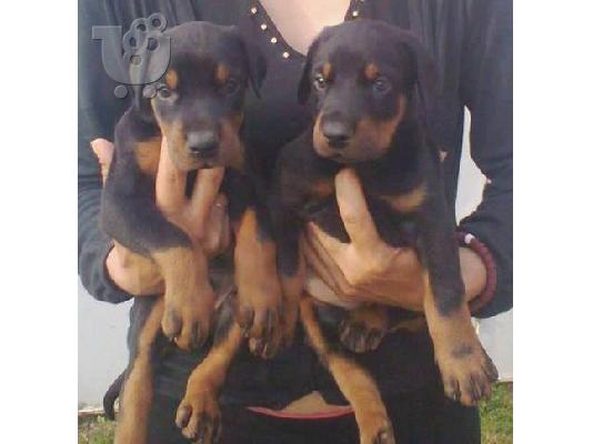 Ντοπερμαν καθαροαιμα