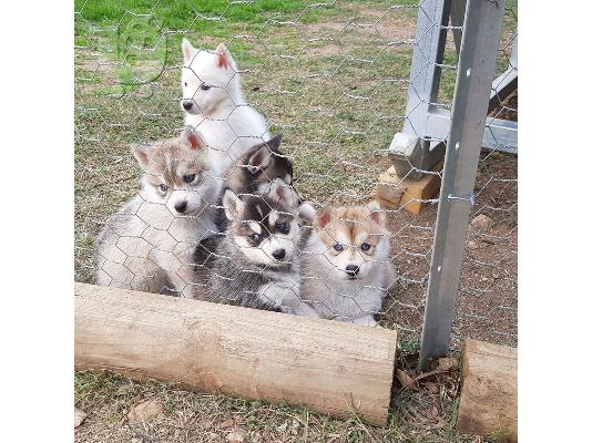 Όμορφα Pomsky Pups