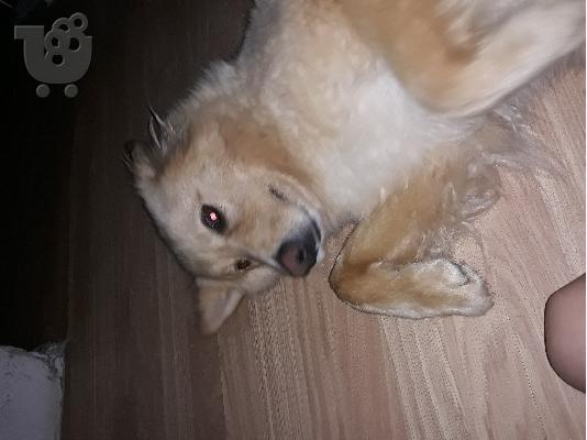 ζητειται αρσενικος για ζευγαρωμα