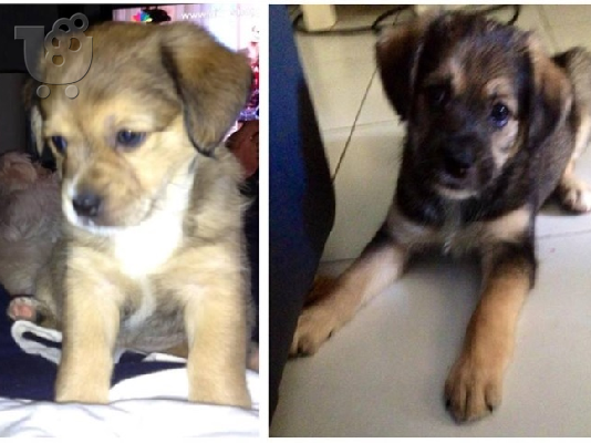 PoulaTo: Τα γλυκούλια ψάχνουν σπίτι (χαρίζονται)