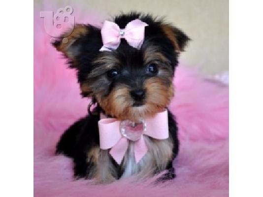 PoulaTo: Υπέροχο κουτάβι τεριέ Yorkshire Terrier