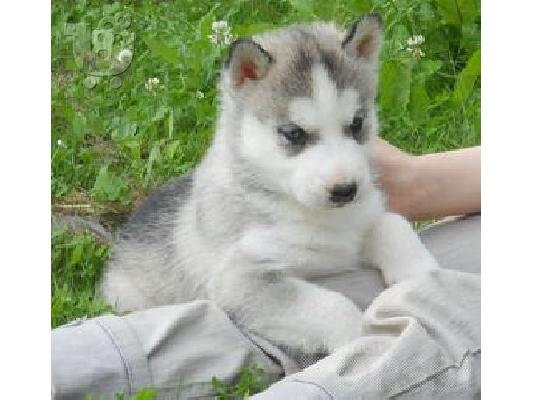 PoulaTo: Όμορφα Σιβηρικά γεροδεμένα κουτάβια προς πώληση