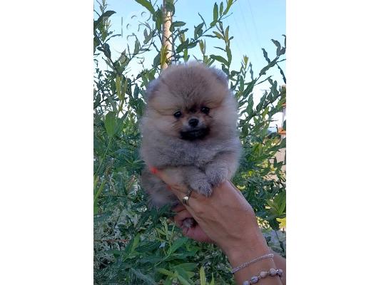 Pomeranian Spitz κουτάβια