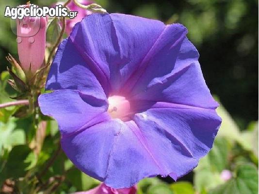 Convolvulus Tricolor - 50 Σποροι Τριχρωμο