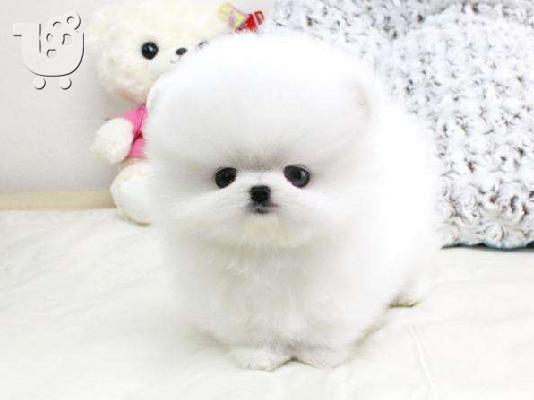 PoulaTo: Πώληση Pomeranian σκύλοι και κουτάβια