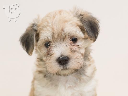 Κουτάβια Havanese bichon