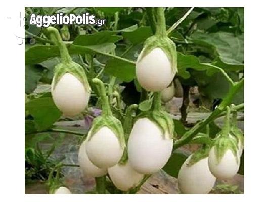 PoulaTo: 30 Σποροι Ασπρης Ντοματας