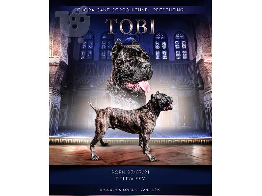 PoulaTo: Cane Corso αγόρι προς πώληση