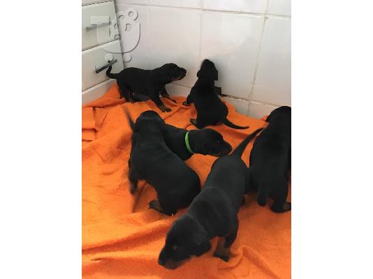 PoulaTo: Κουτάβια Doberman pinscher διαθέσιμα προς πώληση