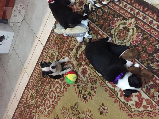 boston terrier - τεριε βοστωνης