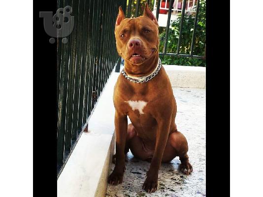 Καθαρόαιμα κουταβάκια Pitbull Rednose