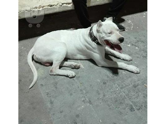 Dogo argentino