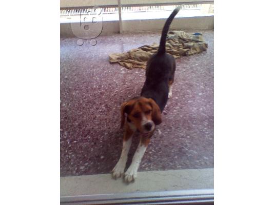 PoulaTo: πωλειται μπιγκλ 1 ετους