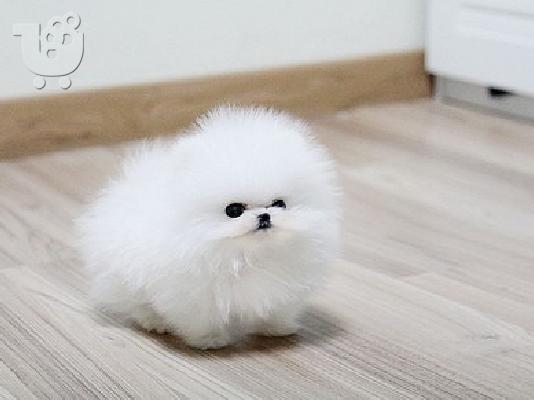 όμορφα Pomeranian Puppies προς πώληση