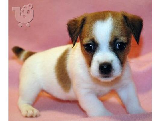 PoulaTo: Χαριτωμένα κουτάβια Jack Russell