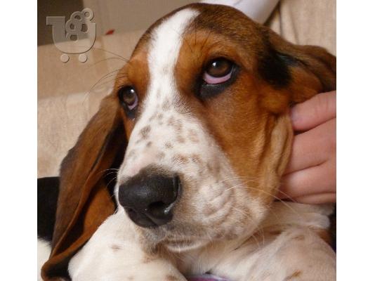 PoulaTo: basset hound