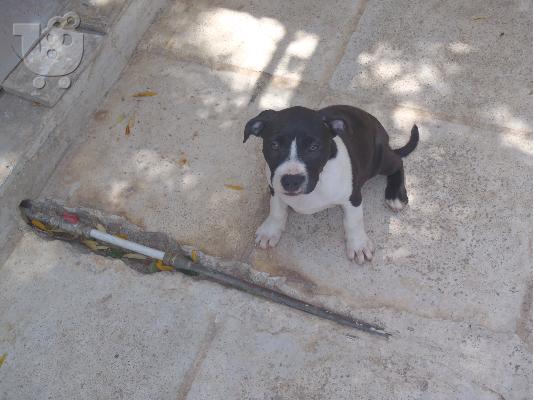 American pit pull terrier