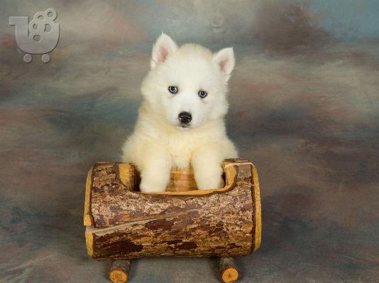 HUSKY SIBERIAN -χασκυ