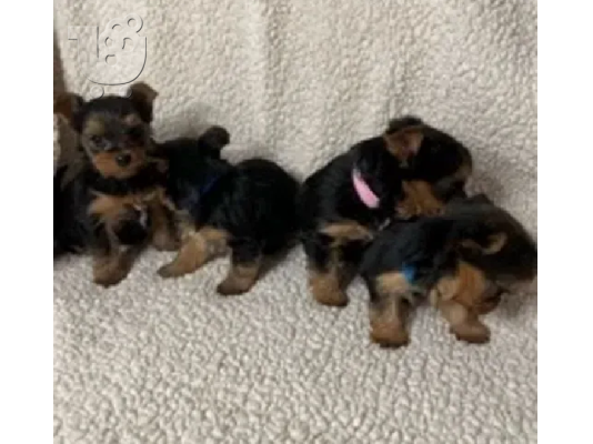 PoulaTo: Yorkshire terrier puppies available