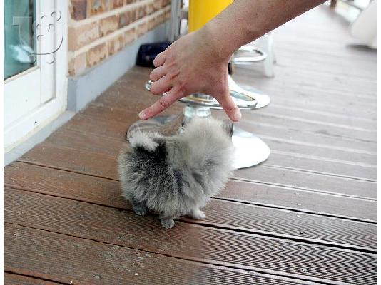 Καθαρόαιμα Πομεράνιαν κουτάβια προς πώληση.