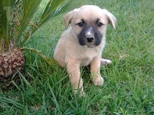 PoulaTo: Χαρίζονται πανεμορφα κουταβακια