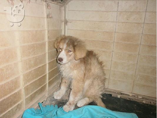 Κουταβακι χαριζεται