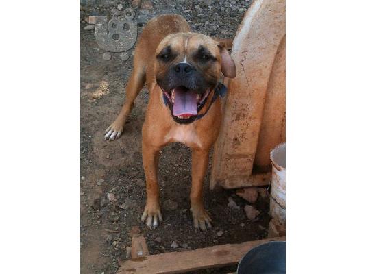 Μποξερ βρεθηκε στο Περαμα