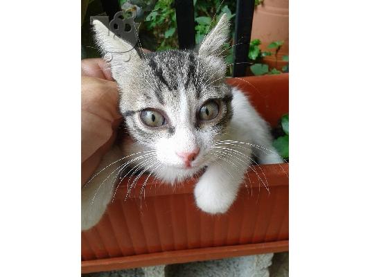 PoulaTo: Γατακι 2μηνων χαριζεται