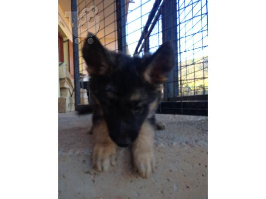 Γερμανικα ποιμενικα πωλουνται