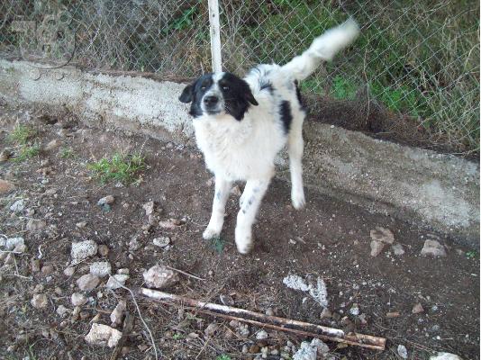 PoulaTo: Μεγαλοσωμος τσοπανοκουταβος χαριζεται