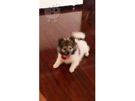 Σκυλί 3ων Μηνών Καθαρόαιμο Pomeranian