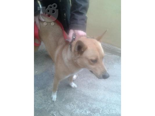 Νεαρη σκυλιτσα χαριζεται