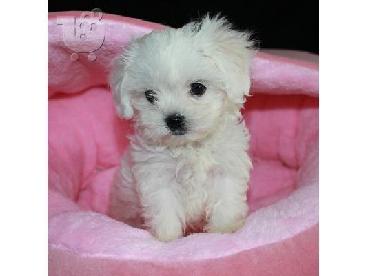 PoulaTo: Μαλτέζ μίνι (Maltese mini)...