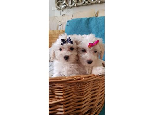 Prekrasna podloška Baby Girl Ready Now