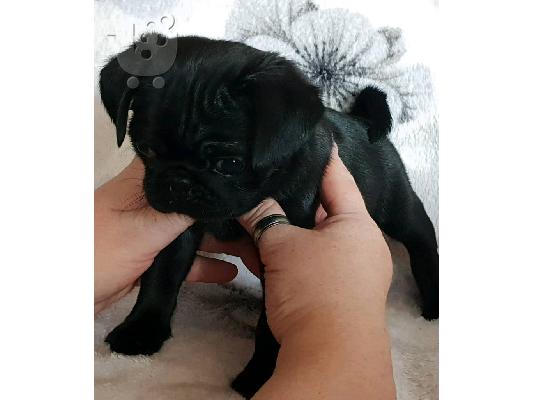 PoulaTo: Σούπερ Adorable Pug κουτάβια