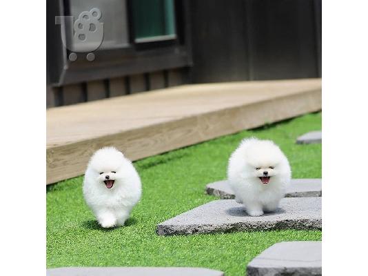 PoulaTo: Προσφορά χαριτωμένων κουταβιών Pomeranian