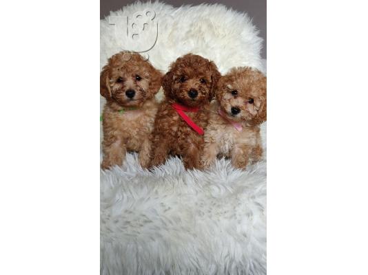 PoulaTo: Παιχνίδι Poodle