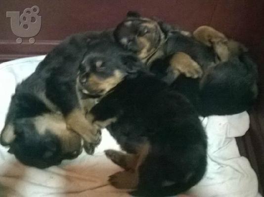 PoulaTo: Rottweiller