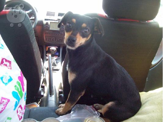 PoulaTo: Ημιαιμα τσιουαουα χαριζονται